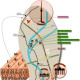 Berlin Tourist Infographik