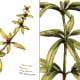 Plant Illustration