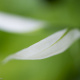 Blumenbild (32 von 60)