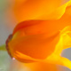 Blumenbild (37 von 60)