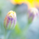 Blumenbild (39 von 60)