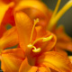 Blumenbild (47 von 60)