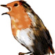 Rotkehlchen