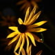 gelbeBlume 001