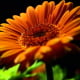 Gerbera 001