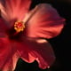 Hibiscus 002