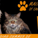 Flyer Maine Coon Züchter