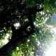 SommerBaum