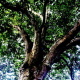 Tree with colors