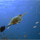 Schildkröte beim Auftauchen im Roten Meer, marsa Alam.