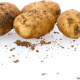 Kartoffeln Biolinda