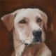 Golden Dog, 60 × 80 cm, Hundeabbild vom Foto