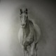 galoppierendes Pferd von vorne, Bleistift A2