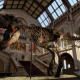 Museum T-Rex