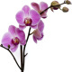 Orchidee