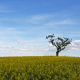 Baum im Rapsfeld