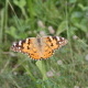 Schmetterling