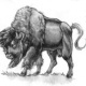 Bison