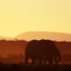 Addo Elephant Park