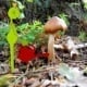 vertrockneter Pilz für Froschkönigin mit Gießkanne