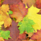 Randlose Herbsttapete „Buntes Laub“