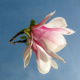 Magnolienblüte gespiegelt
