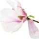Magnolienblüte auf Weiss