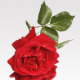 Coole Rose