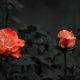 3 Roses