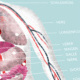 medicalquiz 4