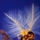 Kopf eines Zuckmücken-Männchens mit Fühlern, Kontrastfarbenbeleuchtung