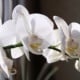 orchidee phalaenopsis Blütenzauber