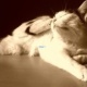 Bastet in Sepia No 01