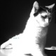 Bastet in Black and White No. 03