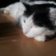 Sleeping Cat.. No. 02