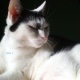 Bastet the Beauty Cat.. No. 03