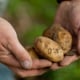 Organic farmer – Potato detail – Sweden