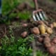 Organic farmer – Organic potatoes – Sweden