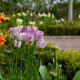 Castle Garden – A fully organic garden in Malmo – Sweden – Flowers
