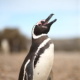 Magellan-Pinguin in der Otway Bay