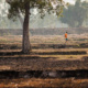 Dry rice fields of Isaan