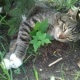 Cat and Nature 5