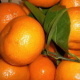 Food Orange