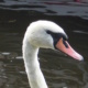 Swan 1