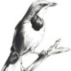 “PIROL” Vogelzeichnung – Tusche
