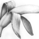 “BANANA” – Graphit