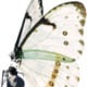 papillon 001