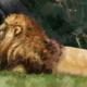 lion32-1