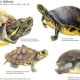 Schildkröten, Tropicals Islands Management GmbH, 2010