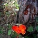 Rote Blüte vor Baumstamm
